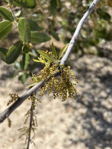 Brandegee Oak