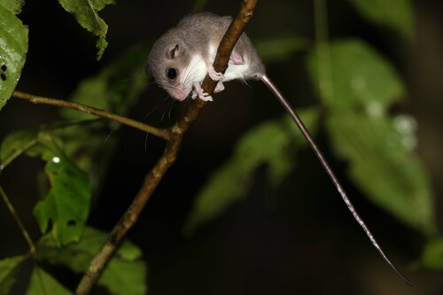 Bruijn’s Pogonomelomys (Pogonomelomys bruijnii) · iNaturalist