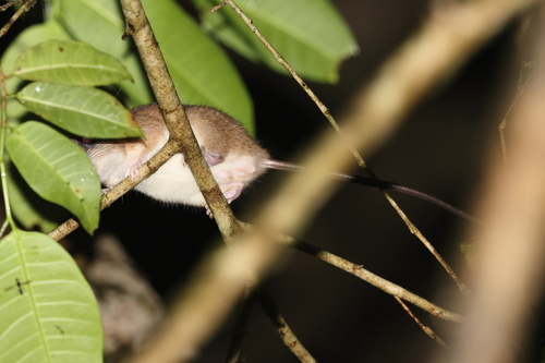 Shaw Mayer's Pogonomelomys (Pogonomelomys mayeri) — Least Concern Mammalia