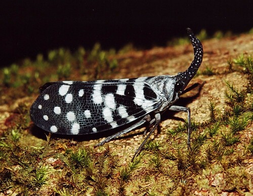 Pyrops maculatus (Olivier, 1791)