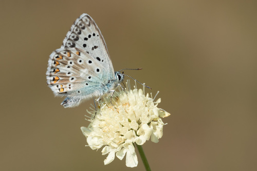 Polyommatus coridon