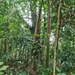 Ficus stricta - Photo 由 Oakley Germech 所上傳的 (c) Oakley Germech，保留所有權利