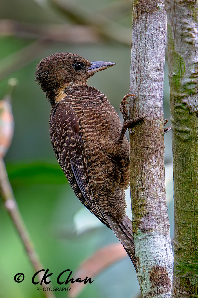 Buff-necked Woodpecker photo
