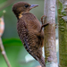 Buff-necked Woodpecker - Photo (c) Chan Chee Keong, all rights reserved, uploaded by Chan Chee Keong