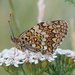 Knapweed Fritillary - Photo (c) Marco Rastelli, all rights reserved, uploaded by Marco Rastelli