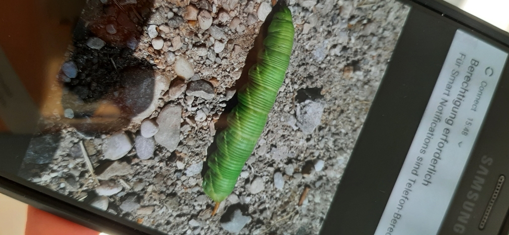 Convolvulus Hawkmoth From Vaterstetten Deutschland On July