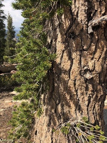 foxtail pine