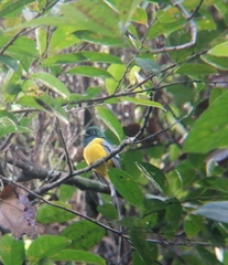 Trogon rufus image