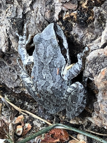 iNaturalist observation photo of Pacific chorus frog
