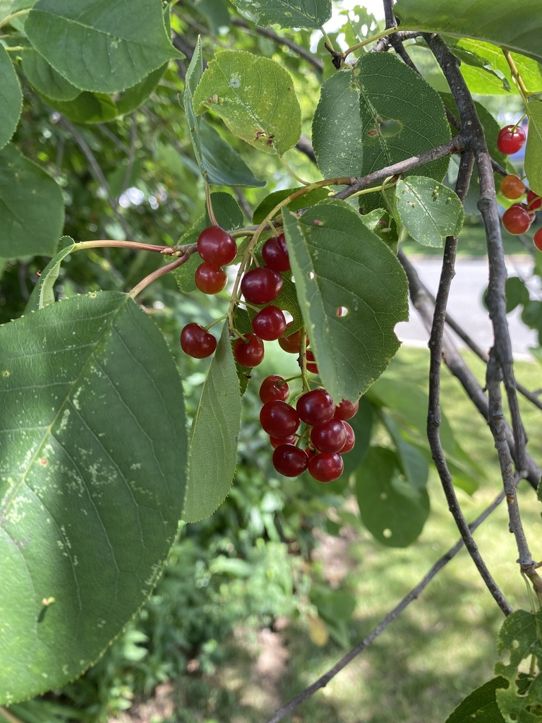 chokecherry from Burpee St, Fredericton, NB, CA on July 30, 2022 at 12