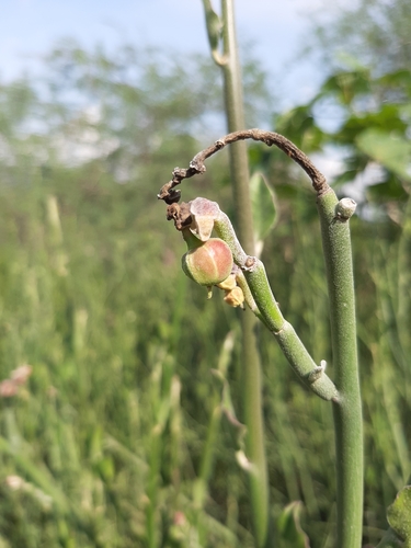 Euphorbia diazlunana