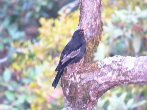 Gray-winged Blackbird