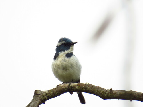 Ultramarine Flycatcher