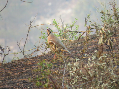 Chukar