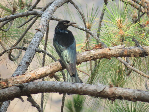 Hair-crested Drongo