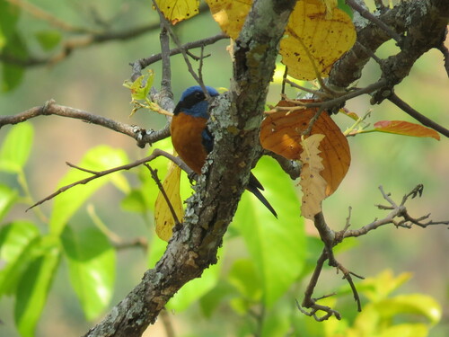 Blue-capped Rock-Thrush