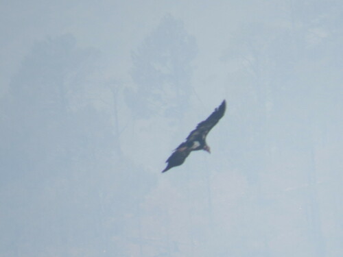 Red-headed Vulture