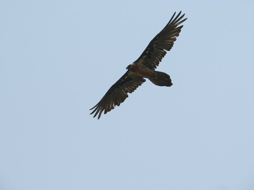 Eurasian Bearded Vulture