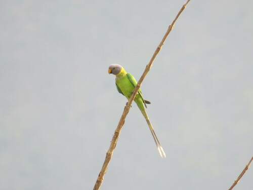 Plum-headed Parakeet