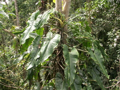 Image of Philodendron advena