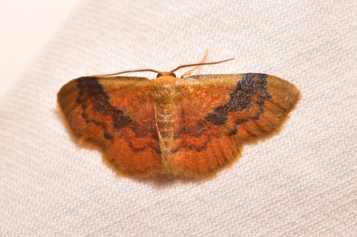 Leptostales ferruminaria (Zeller, 1872)