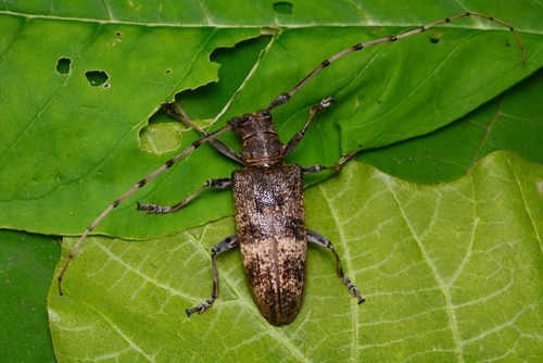 Acalolepta seunghwani · iNaturalist