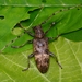 Acalolepta seunghwani - Photo (c) WonGun Kim, all rights reserved, uploaded by WonGun Kim