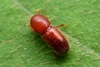 Xyleborus muticus - Photo (c) WonGun Kim, all rights reserved, uploaded by WonGun Kim