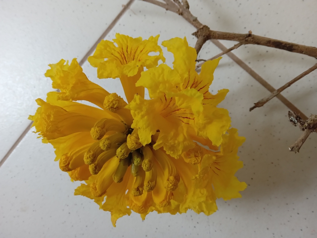 Yellow lapacho