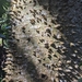 Silk Floss Tree - Photo (c) Christopher Moser-Purdy, all rights reserved, uploaded by Christopher Moser-Purdy