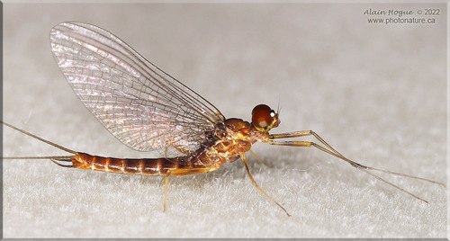 Rhithrogena anomala