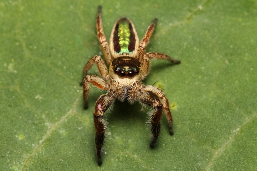 Bagheera kiplingi