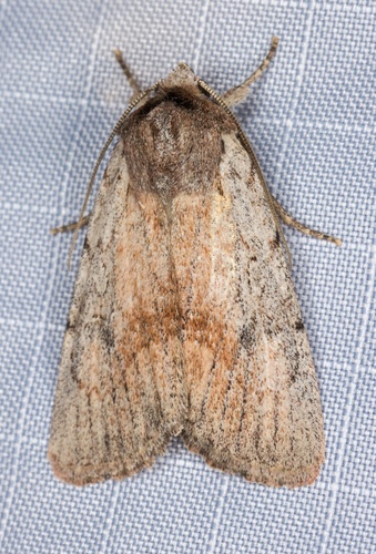 iNaturalist observation photo of Setagrotis pallidicollis