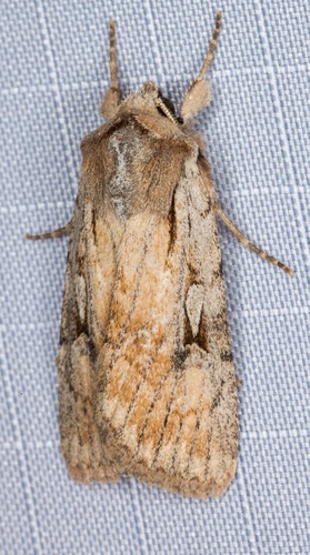 iNaturalist observation photo of Setagrotis pallidicollis