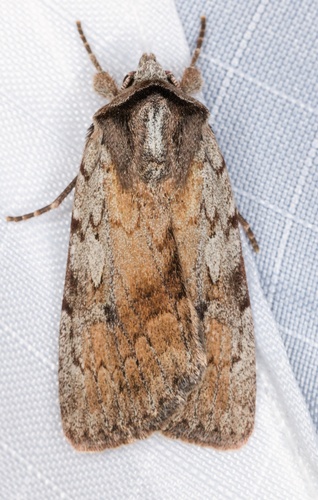 iNaturalist observation photo of Setagrotis pallidicollis