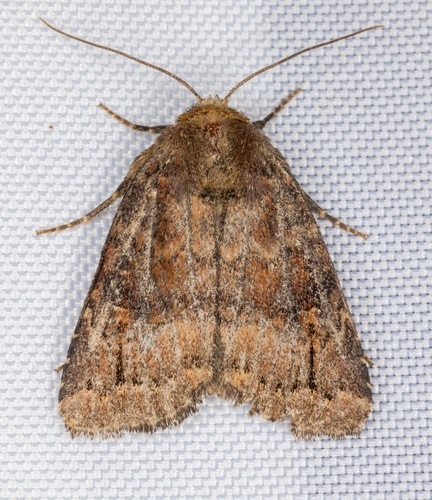 iNaturalist observation photo of Pseudorthodes virgula