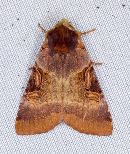 iNaturalist observation photo of Ruby Dart