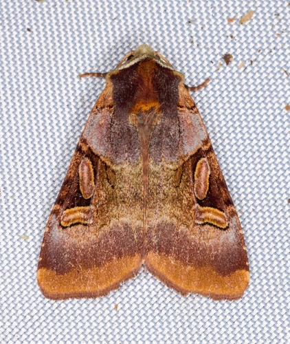 iNaturalist observation photo of Ruby Dart