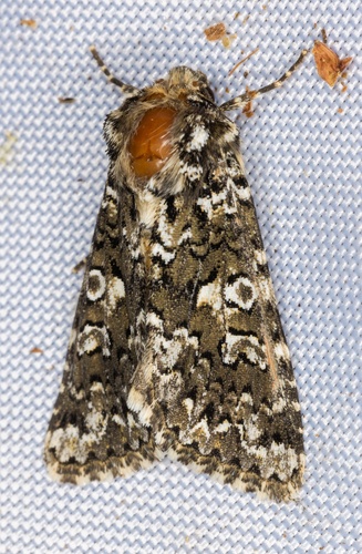 iNaturalist observation photo of Variable Capsule Moth