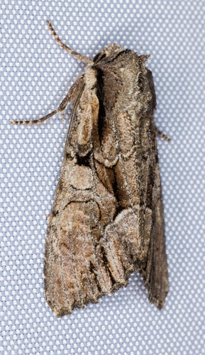 iNaturalist observation photo of Speckled Cutworm Moth