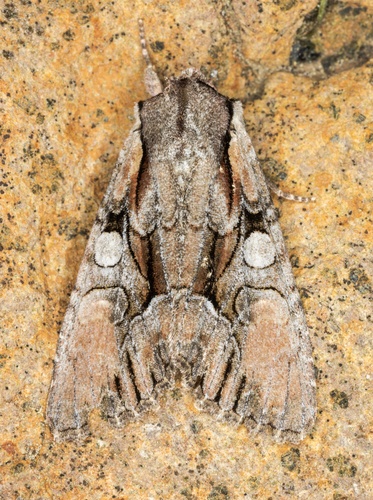 iNaturalist observation photo of Speckled Cutworm Moth
