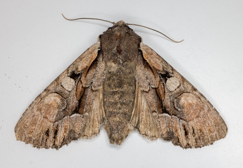 iNaturalist observation photo of Speckled Cutworm Moth