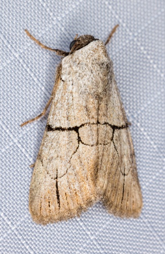 iNaturalist observation photo of Sympistis ragani
