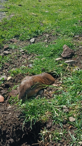 Volcán de Toluca Pocket Gopher