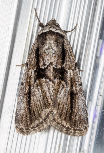 iNaturalist observation photo of Sympistis fifia