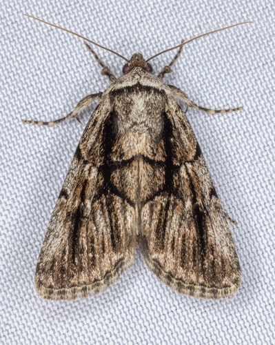 iNaturalist observation photo of Sympistis fifia
