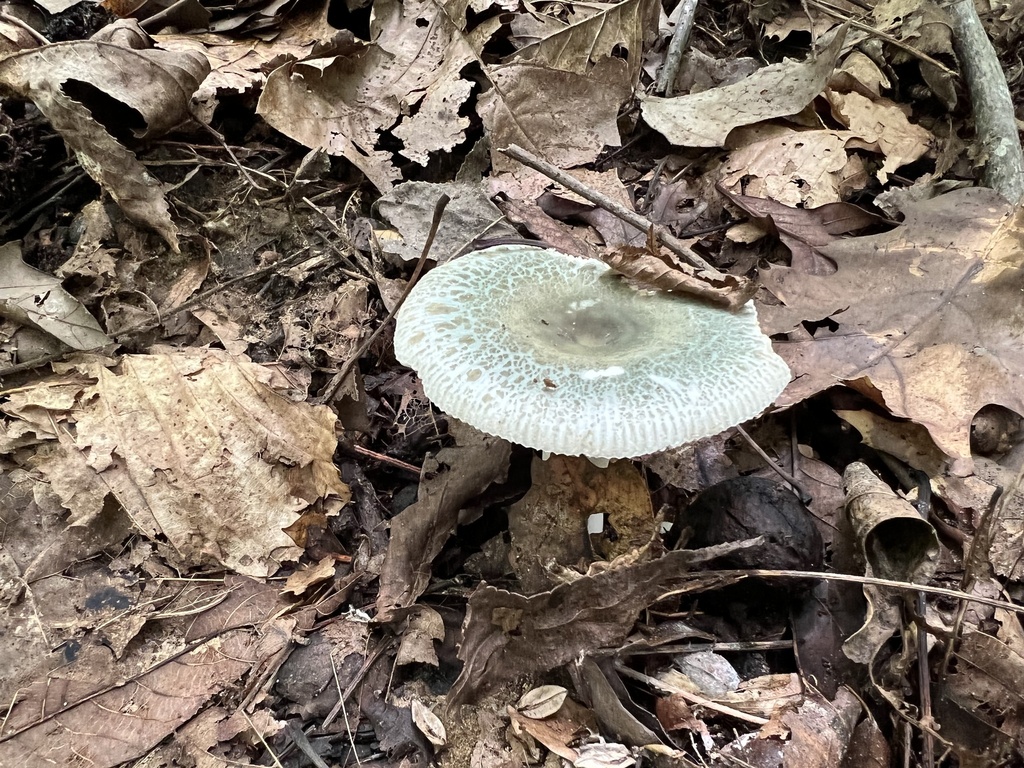 Green Quilt Russula from Harmonie State Park, New Harmony, IN, US on