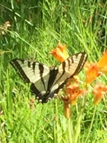 iNaturalist observation photo of Western Tiger Swallowtail