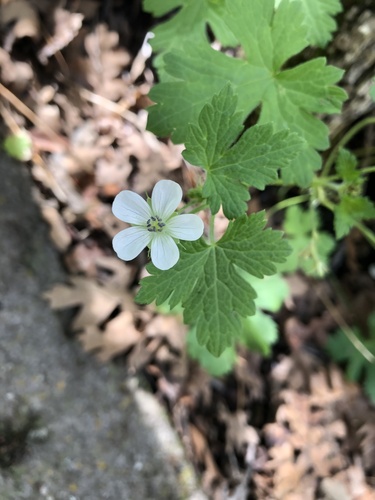 Huachuca Mountain geranium (Geranium wislizeni)