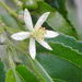 Grewia crenata - Photo (c) Ben Caledonia, todos os direitos reservados, uploaded by Ben Caledonia